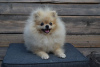 Photo №2 to announcement № 111371 for the sale of pomeranian - buy in Serbia 