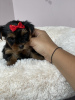 Photo №1. yorkshire terrier - for sale in the city of Minsk | 333$ | Announcement № 11568