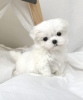 Photo №1. maltese dog - for sale in the city of Vernier | 371$ | Announcement № 107520