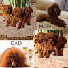 Photo №1. poodle (royal) - for sale in the city of Панчево | negotiated | Announcement № 94204