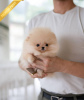 Photo №1. pomeranian - for sale in the city of Munich | 3064$ | Announcement № 75188