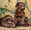 Photo №1. labrador retriever - for sale in the city of Warsaw | 845$ | Announcement № 63324