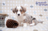 Photo №3. Welsh Corgi Cardigan puppies. Russian Federation