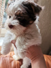 Photo №4. I will sell yorkshire terrier in the city of Зальцбург. private announcement - price - 1453$