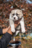 Additional photos: Central Asia Shepherd Dog Puppies