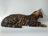 Photo №2 to announcement № 12092 for the sale of bengal cat - buy in Ukraine from nursery