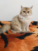 Photo №3. Purebred kittens from the cattery. We are looking for new moms and dads.. Turkey