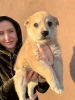 Photo №4. I will sell non-pedigree dogs in the city of Minsk. private announcement - price - Is free