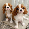 Photo №2 to announcement № 69130 for the sale of cavalier king charles spaniel - buy in Finland 