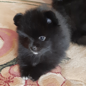 Photo №1. german spitz - for sale in the city of Minsk | 207$ | Announcement № 2245