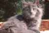 Photo №1. maine coon - for sale in the city of Berlin | Is free | Announcement № 126810