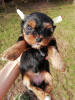 Photo №1. beaver yorkshire terrier, yorkshire terrier - for sale in the city of Daugavpils | 475$ | Announcement № 97662
