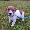 Photo №1. jack russell terrier - for sale in the city of Амерсфоорт | 485$ | Announcement № 16462