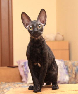 Photo №4. I will sell cornish rex in the city of Москва. from nursery - price - 716$