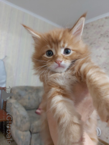 Photo №4. I will sell maine coon in the city of Dnipro. from nursery - price - negotiated