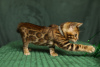 Photo №4. I will sell bengal cat in the city of Minsk. from nursery, breeder - price - negotiated