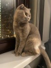 Photo №4. I will sell british shorthair in the city of Москва. private announcement - price - Is free