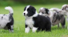 Photo №1. border collie - for sale in the city of Vienna | negotiated | Announcement № 77605