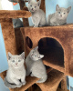 Photo №1. russian blue - for sale in the city of Sydney | 444$ | Announcement № 89826