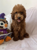 Photo №4. I will sell poodle (toy) in the city of Нови Сад.  - price - 845$