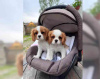 Photo №3. Beautiful Cavalier King Charles Spaniel puppies... United States