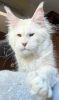 Photo №4. I will sell maine coon in the city of Berlin. breeder - price - 317$