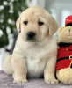 Photo №4. I will sell labrador retriever in the city of Kharkov. private announcement, from nursery, breeder - price - 1183$