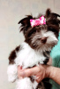 Photo №2 to announcement № 51296 for the sale of yorkshire terrier - buy in Ukraine private announcement