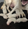 Additional photos: Stunning White Labrador Puppies