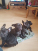 Photo №1. french bulldog - for sale in the city of Berlin | 400$ | Announcement № 124652