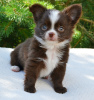 Photo №2 to announcement № 110779 for the sale of chihuahua - buy in Russian Federation private announcement, breeder