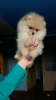 Photo №1. pomeranian - for sale in the city of Иерусалим | negotiated | Announcement № 10742