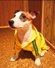 Photo №1. jack russell terrier - for sale in the city of Манавгат | 477$ | Announcement № 9475