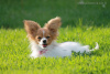 Photo №2 to announcement № 13300 for the sale of papillon dog - buy in Belarus from nursery