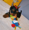 Photo №4. I will sell yorkshire terrier in the city of Bamberg. private announcement - price - 280$