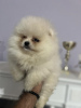 Photo №2 to announcement № 100928 for the sale of pomeranian - buy in Serbia 
