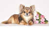 Photo №3. Chihuahua male is open for mating. in Russian Federation. Announcement № 15364