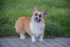 Additional photos: Welsh Corgi 3 months old (titled parents)