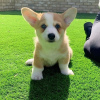 Photo №2 to announcement № 117970 for the sale of welsh corgi - buy in Sweden 