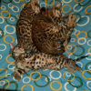 Photo №1. bengal cat - for sale in the city of Krasnodar | negotiated | Announcement № 10473