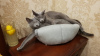 Photo №4. I will sell russian blue in the city of Баку. private announcement - price - negotiated