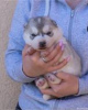 Additional photos: siberian husky puppies