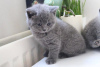 Photo №1. british shorthair - for sale in the city of Ramstein-Miesenbach | 317$ | Announcement № 96082