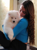Additional photos: Samoyed puppies