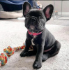 Photo №1. french bulldog - for sale in the city of Tallinn | negotiated | Announcement № 125290