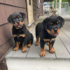 Photo №1. rottweiler - for sale in the city of Berlin | negotiated | Announcement № 119708