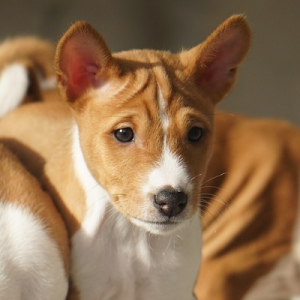 Photo №1. basenji - for sale in the city of Izhevsk | 603$ | Announcement № 5808