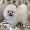 Photo №2 to announcement № 121872 for the sale of pomeranian - buy in United States private announcement