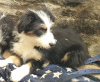 Photo №2 to announcement № 18611 for the sale of bearded collie - buy in Croatia private announcement