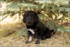 Additional photos: Puppies Khotosho (Buryat dog)
